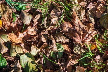 doğada güneşli sonbaharda renkli ağaç yaprakları
