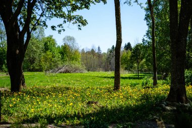ağaçlar ile ilkbaharda taze yeşil orman