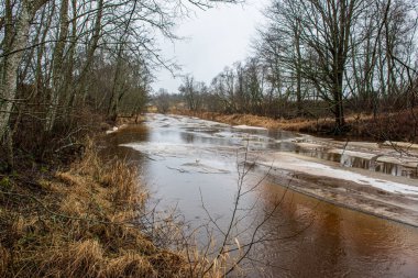 ağaçlar ile orman kayalık dere doğal nehir görünümü manzara
