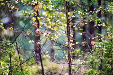 doğada güneşli sonbaharda renkli ağaç yaprakları