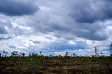 küçük çam ağaçları ile ilkbaharda bataklık manzara