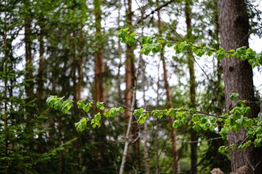 ağaçlar ile ilkbaharda taze yeşil orman