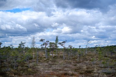 küçük çam ağaçları ile ilkbaharda bataklık manzara