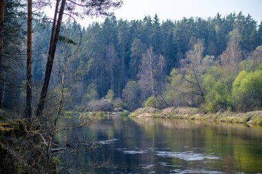 doğal ağaçlar ve yeşil otlaklar ile ilkbaharda nehir kıyısı