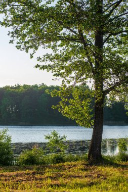 ağaçlar ile orman kayalık dere doğal nehir görünümü manzara