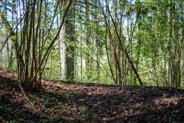 ağaçlar ile ilkbaharda taze yeşil orman