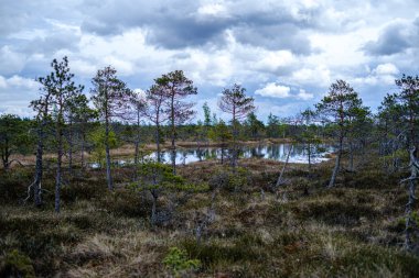 küçük çam ağaçları ile ilkbaharda bataklık manzara