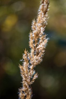 doğada güneşli sonbaharda renkli ağaç yaprakları