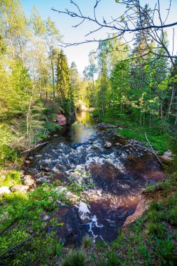 ağaçlar ile orman kayalık dere doğal nehir görünümü manzara
