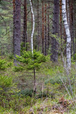 ağaçlar ile ilkbaharda taze yeşil orman