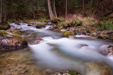 ağaçlar ile orman kayalık dere doğal nehir görünümü manzara