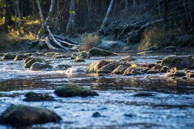 ağaçlar ile orman kayalık dere doğal nehir görünümü manzara