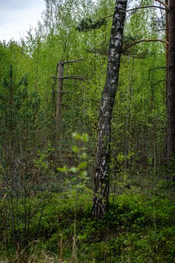 ağaçlar ile ilkbaharda taze yeşil orman
