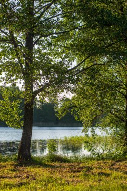 ağaçlar ile orman kayalık dere doğal nehir görünümü manzara