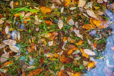 doğada güneşli sonbaharda renkli ağaç yaprakları