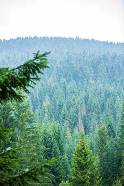 slovakya Tatra dağ sisli havalarda üstleri