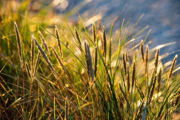 doğada güneşli sonbaharda renkli ağaç yaprakları