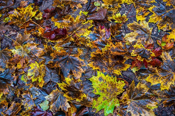 Barevný stromové listy v přírodě na slunném podzim — Stock fotografie