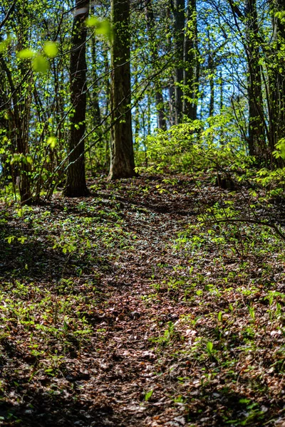 Bosque verde fresco en primavera con árboles —  Fotos de Stock