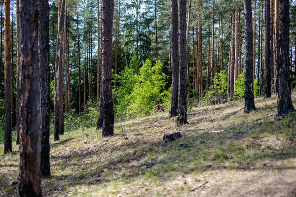 ağaçlar ile ilkbaharda taze yeşil orman