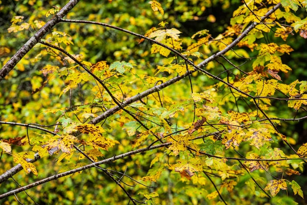 Foglie di albero colorate in autunno soleggiato nella natura — Foto Stock