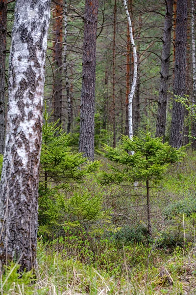 ağaçlar ile ilkbaharda taze yeşil orman