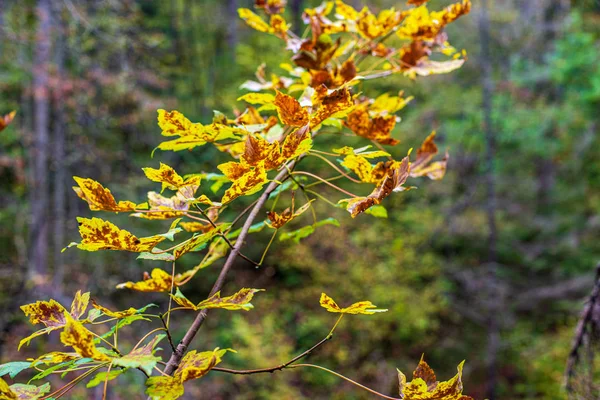 화창한 가을에 자연에서 다채로운 나무 잎 — 스톡 사진