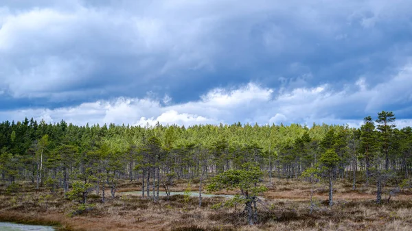 Bažinná krajina na jaře s malými borovicemi — Stock fotografie