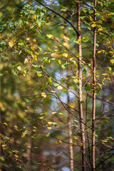 Kleurrijke boom bladeren in zonnige herfst in de natuur — Stockfoto