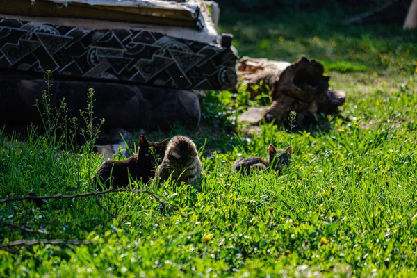 Kicsi cica játék-ban zöld fű. Nyári — Stock Fotó