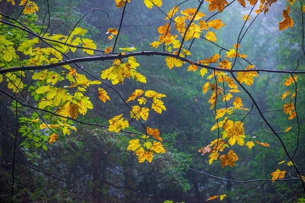 colorful tree leaves in sunny autumn in nature