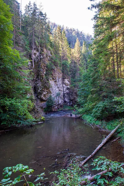 Paysage pittoresque vue sur la rivière de la forêt ruisseau rocheux avec des arbres sur — Photo