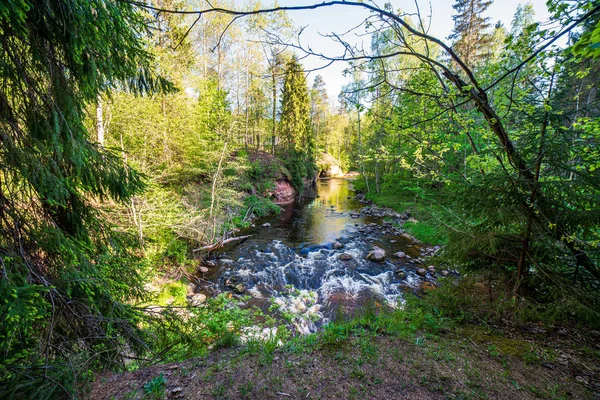 风景秀丽的河景景观森林岩石溪流与树木 — 图库照片
