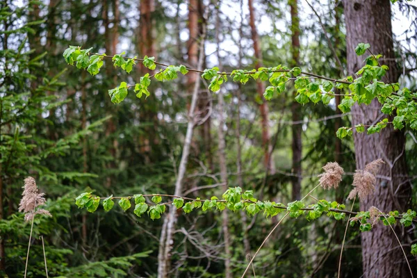 Свежий зеленый лес весной с деревьями — стоковое фото