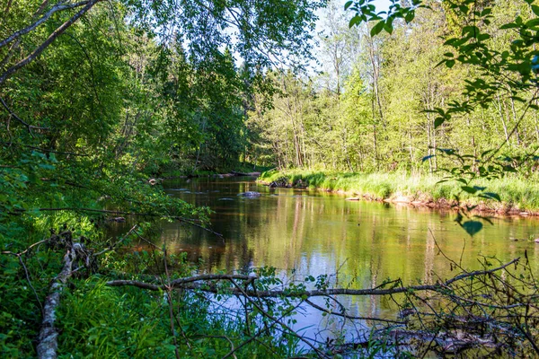 风景秀丽的河景景观森林岩石溪流与树木 — 图库照片