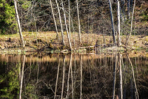 Malerischen Fluss Ansicht Landschaft des Waldes felsigen Bach mit Bäumen auf — Stockfoto