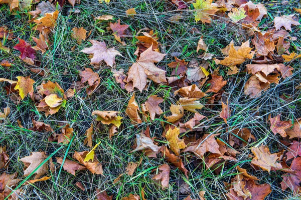 doğada güneşli sonbaharda renkli ağaç yaprakları