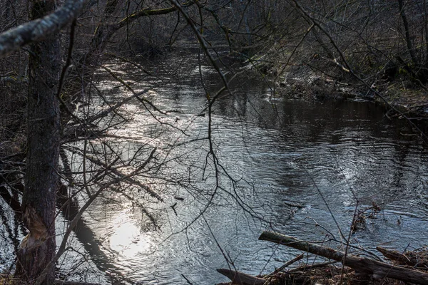 ağaçlar ile orman kayalık dere doğal nehir görünümü manzara