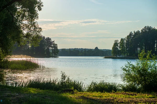 ağaçlar ile orman kayalık dere doğal nehir görünümü manzara