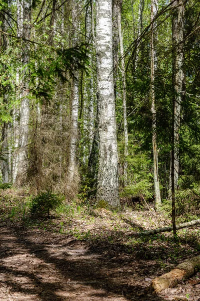 木々と春の新緑の森 — ストック写真