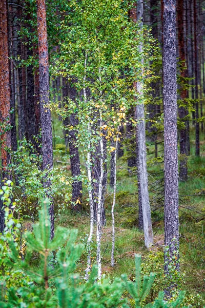 Färgglada träd löv i soliga höst i naturen — Stockfoto