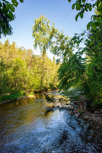 Vista panoramica sul fiume paesaggio di foresta torrente roccioso con alberi su — Foto Stock