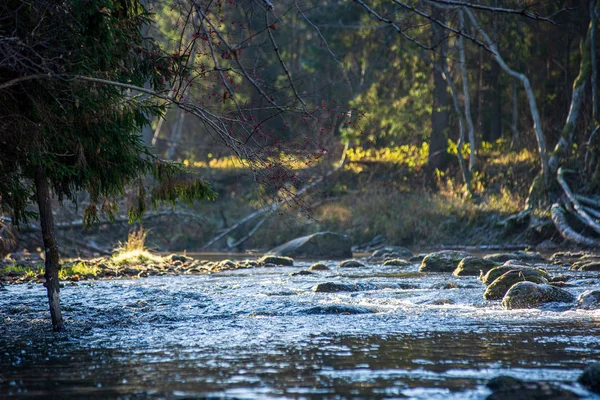 ağaçlar ile orman kayalık dere doğal nehir görünümü manzara