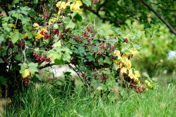 Kleurrijke boom bladeren in zonnige herfst in de natuur — Stockfoto