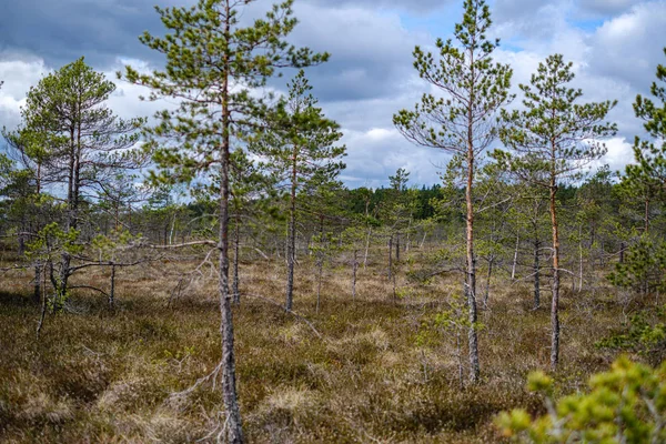 Paysage marécageux au printemps avec de petits pins — Photo