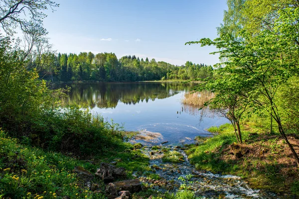 scenic river view landscape of forest rocky stream with trees on