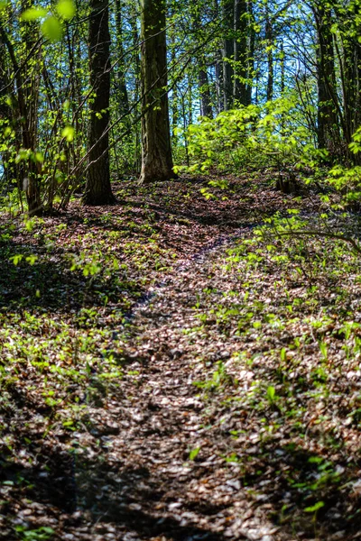 Forêt verte fraîche au printemps avec des arbres — Photo