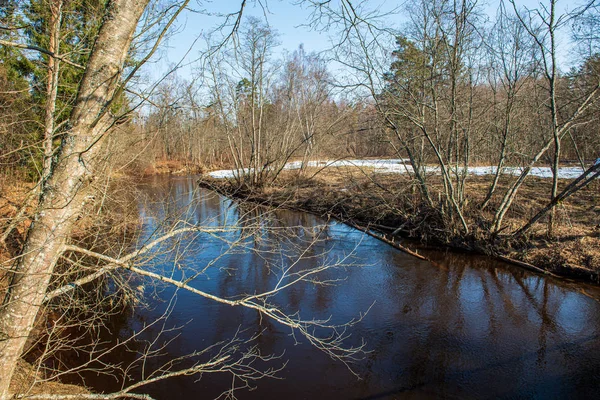 Vista panorámica del río paisaje de bosque arroyo rocoso con árboles en — Foto de Stock