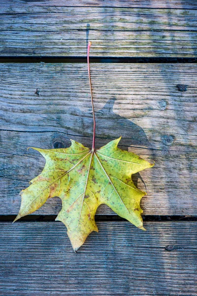 Bunte Baumblätter im sonnigen Herbst in der Natur — Stockfoto