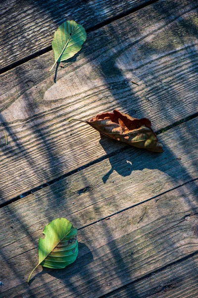 Kleurrijke boom bladeren in zonnige herfst in de natuur — Stockfoto